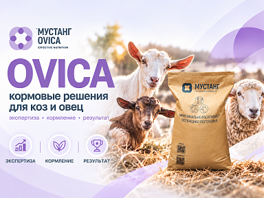 OVICA - новое направление "Мустанг Технологии Кормления" для овец и коз